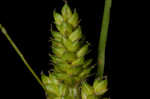 Fuzzy wuzzy sedge